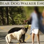Grizzly Bear Dog Walker Encounter