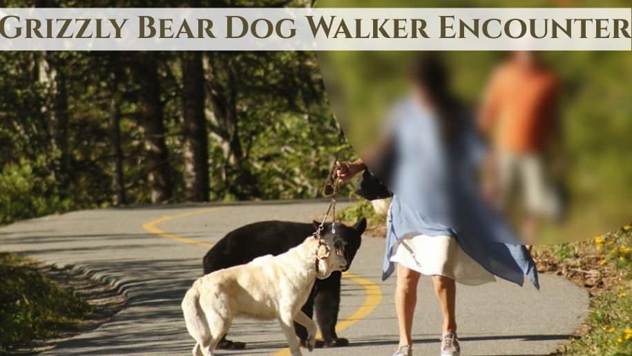 Grizzly Bear Dog Walker Encounter