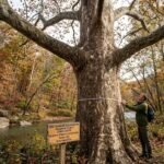 Ohio Champion Trees of Delaware County